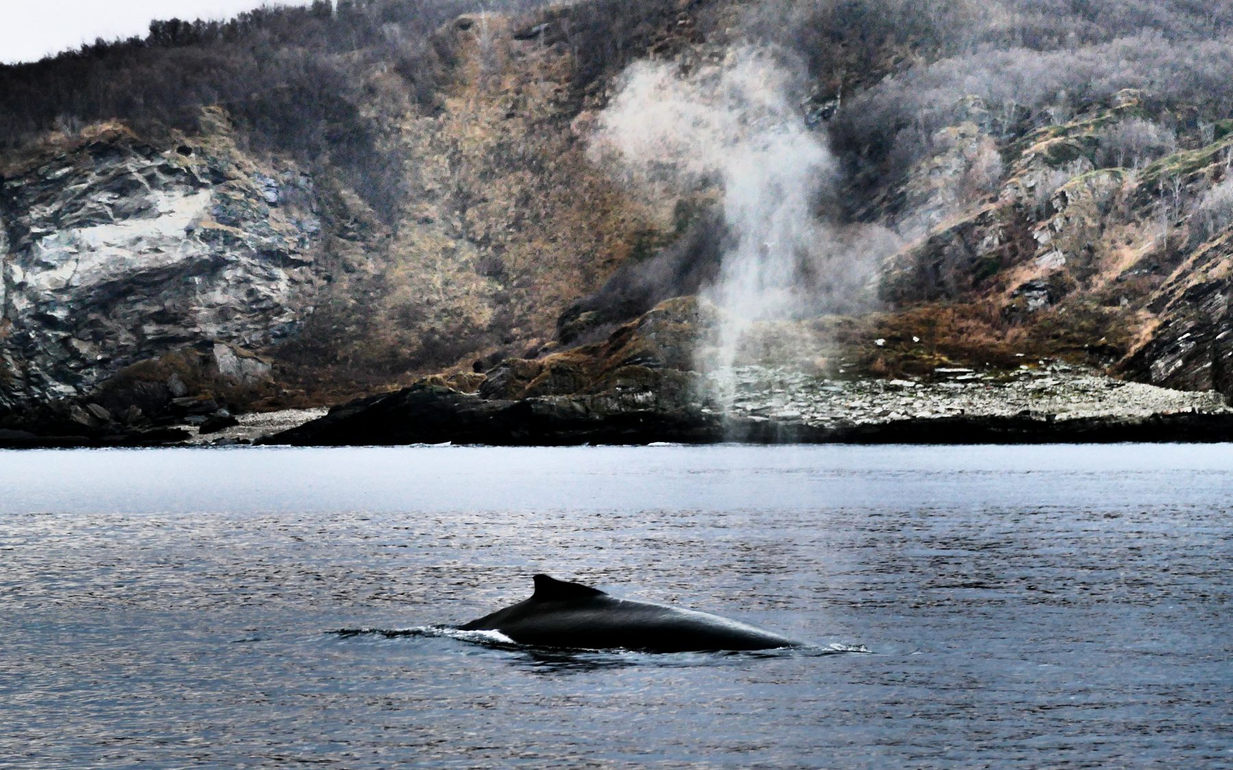 Humpback whale