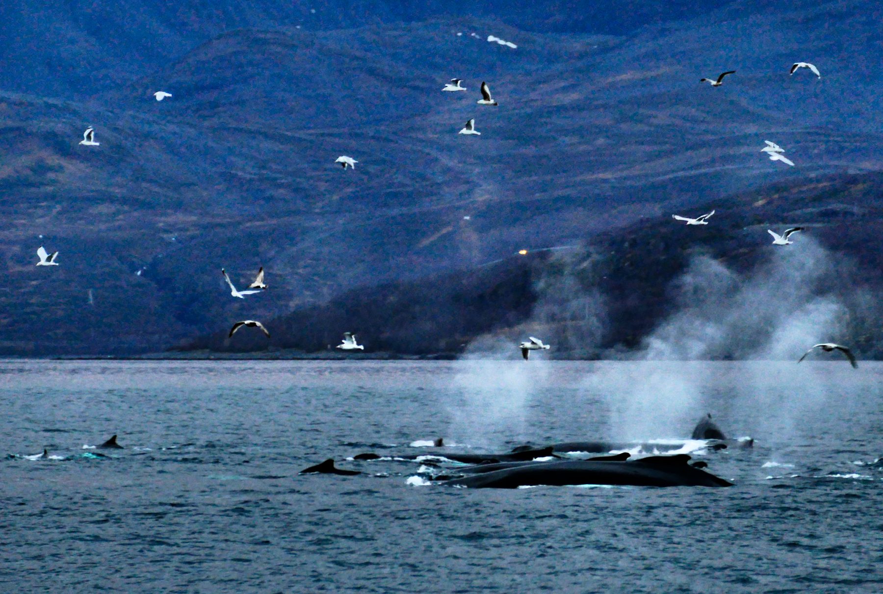 Humpback whale fluke being watched