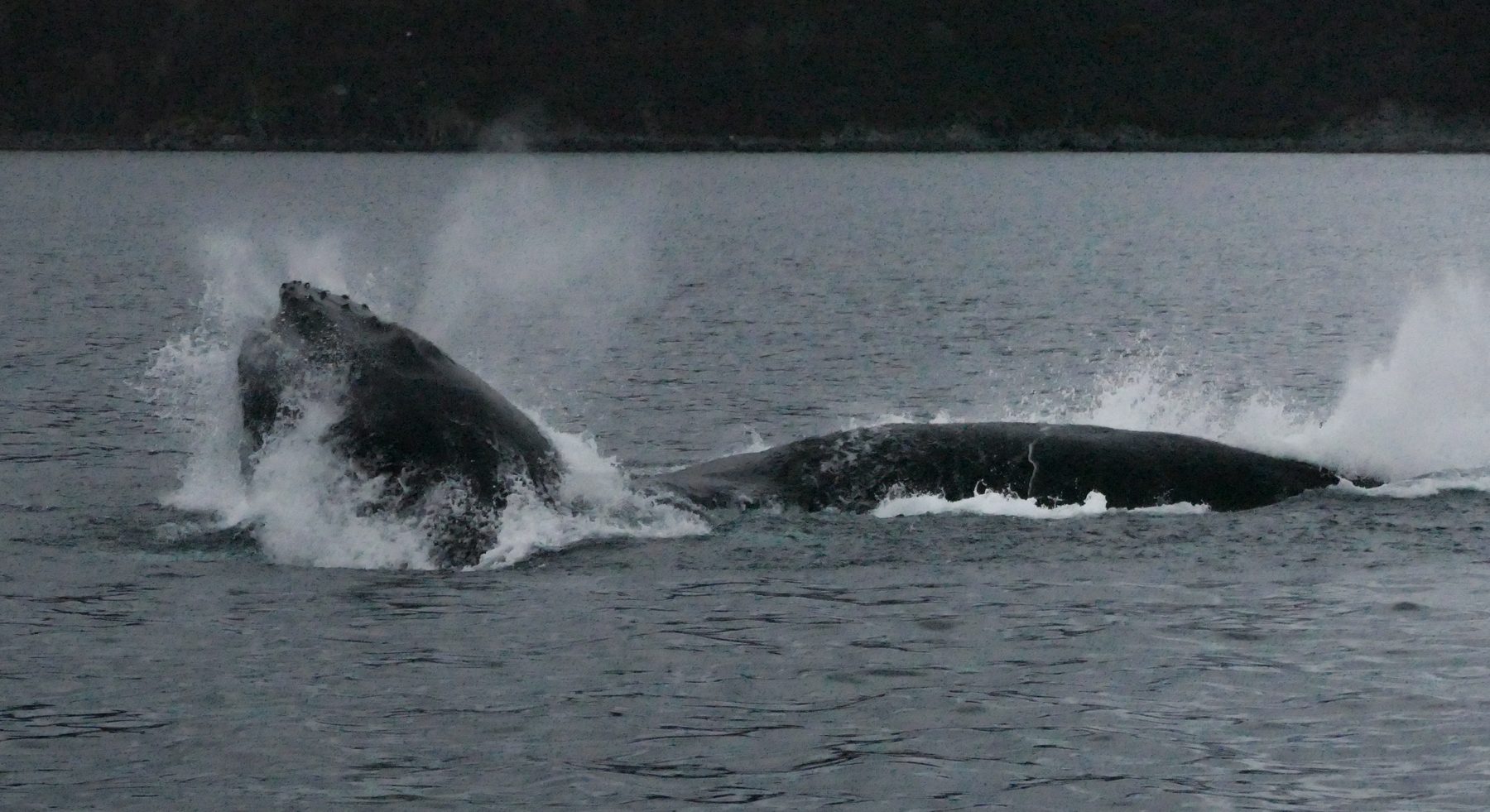 Humpback whale