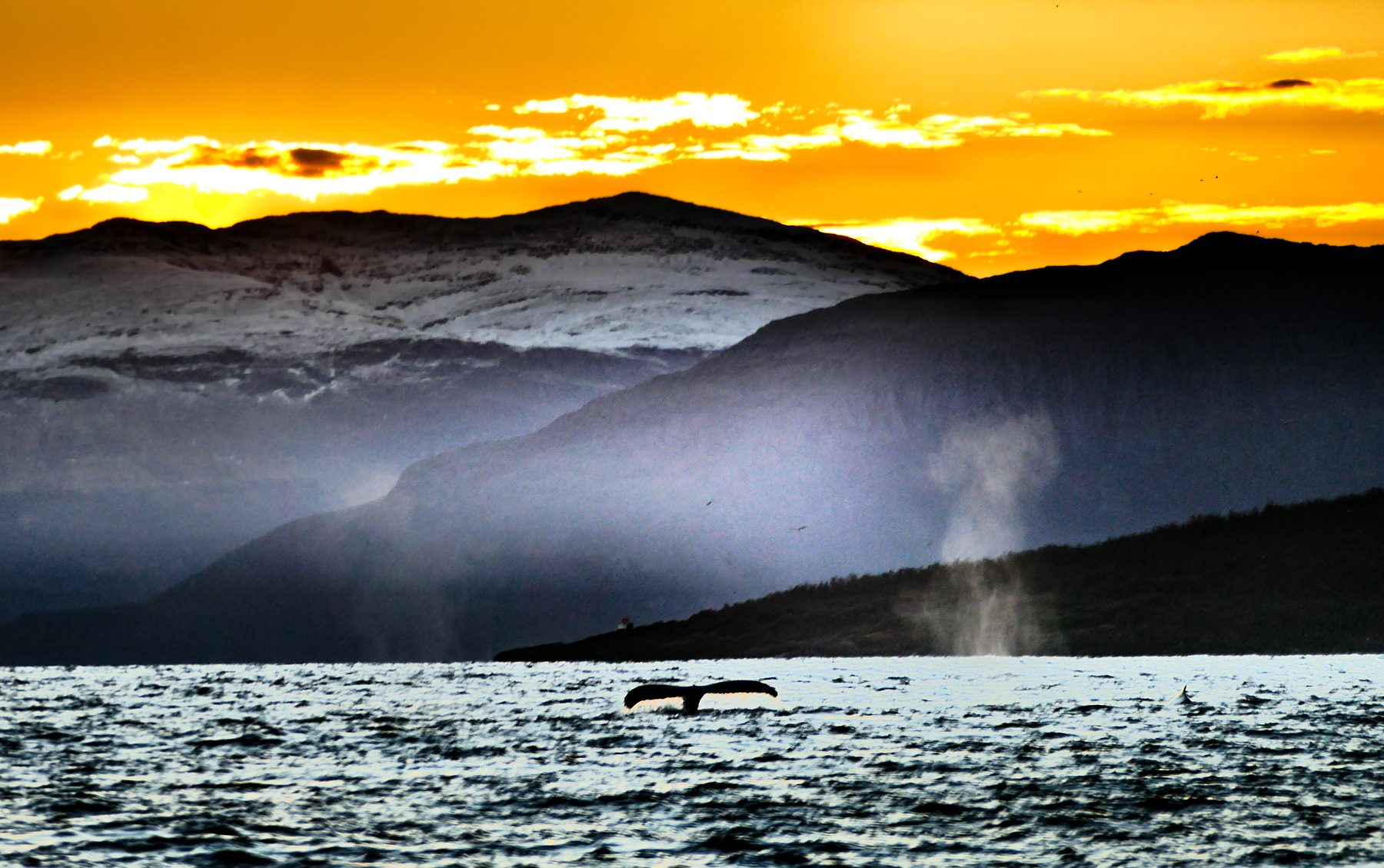 Humpback whales and sea gulls