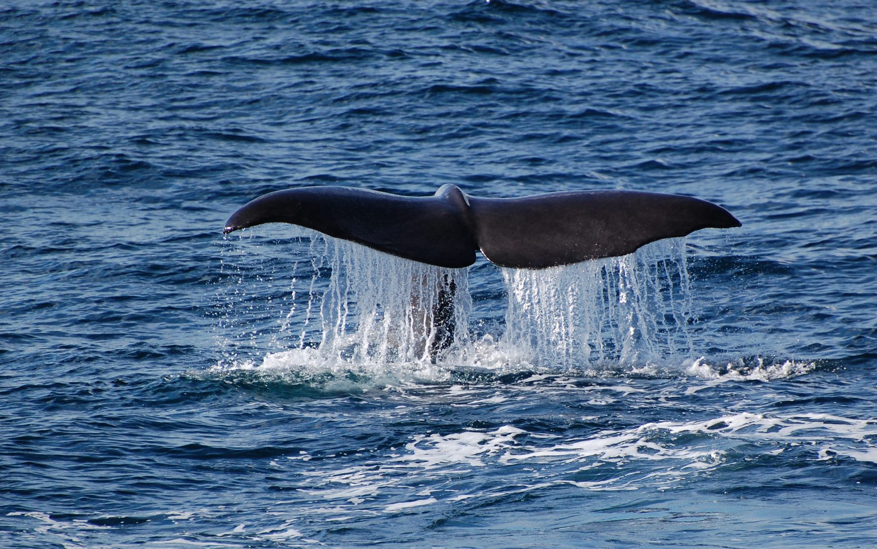Humpback whales
